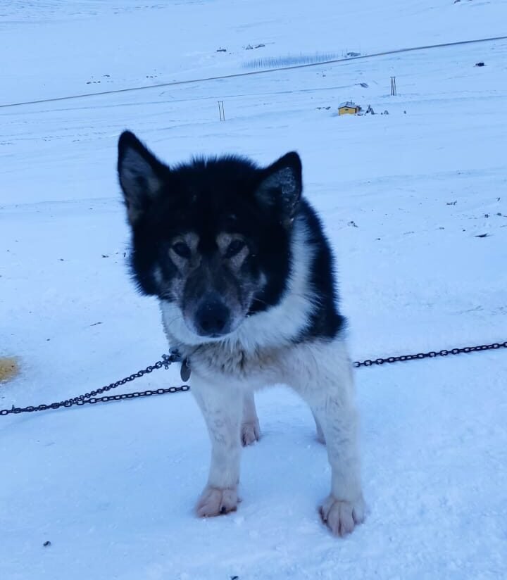 alaska husky