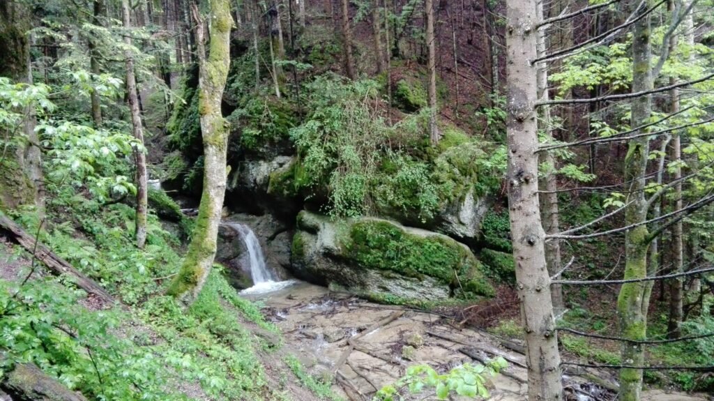 natuur in poiana brasov