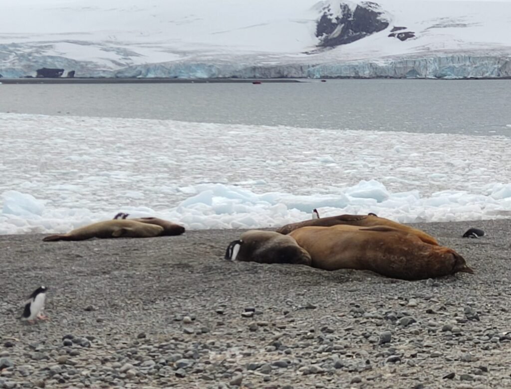 zee olifant in Antarctica