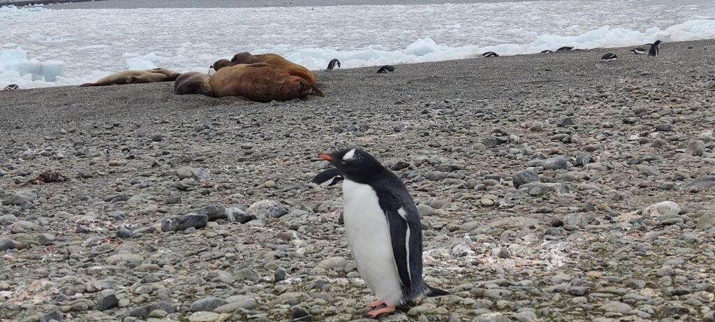 pinguïn in Antarctica