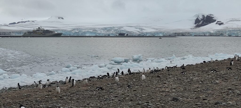 pinguïns in Antarctica