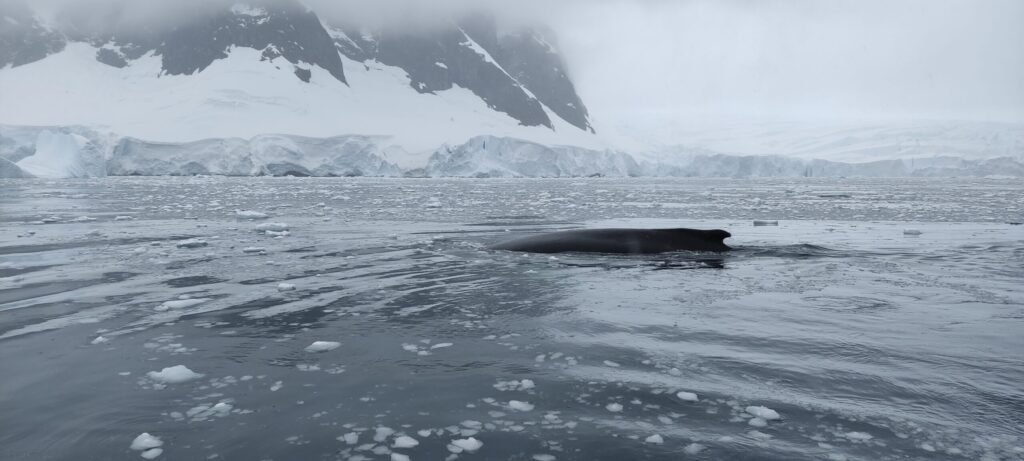 walvis die onderduikt in Antarctica