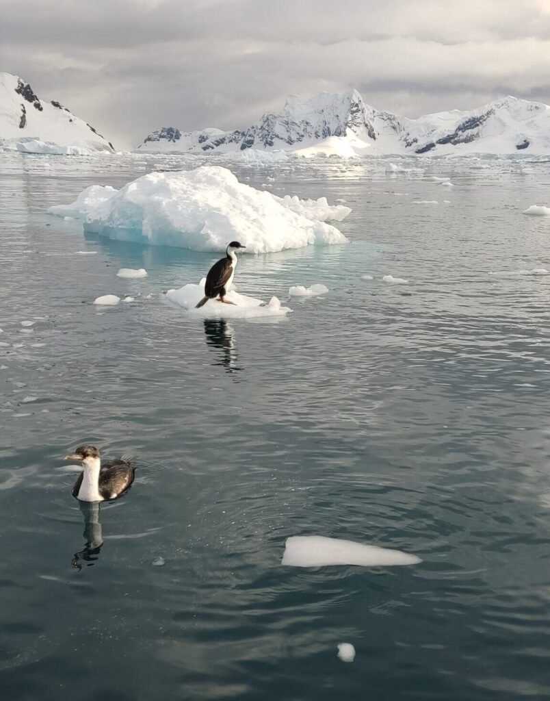 vogels in Antarctica die uitrusten op het ijs