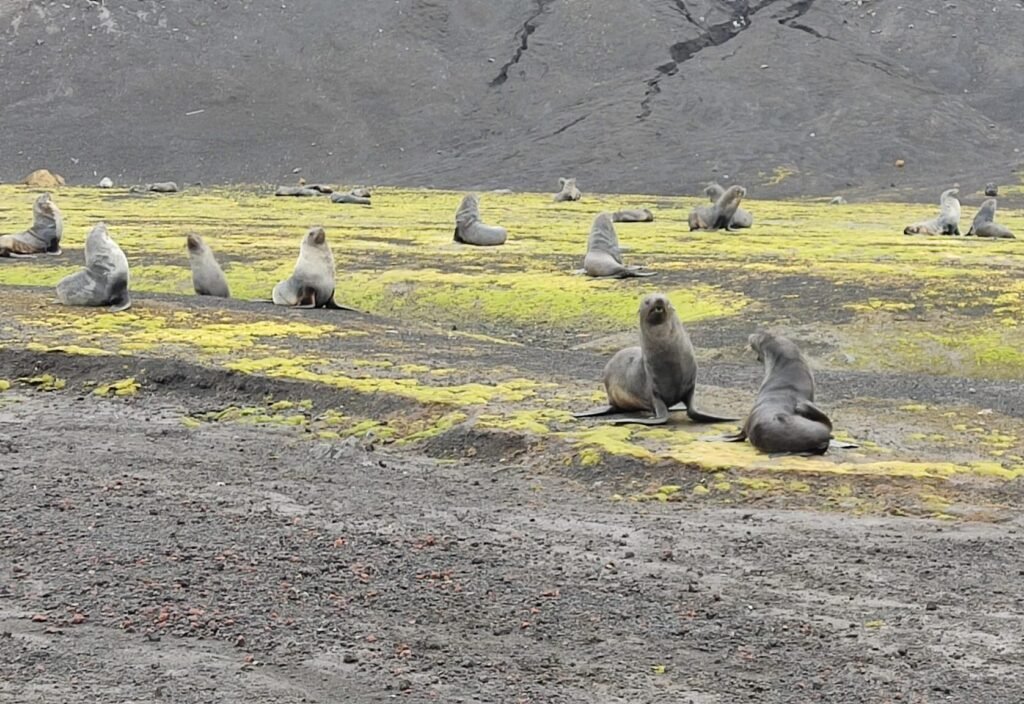 zeehonden op Deceptie eiland in Antarctica