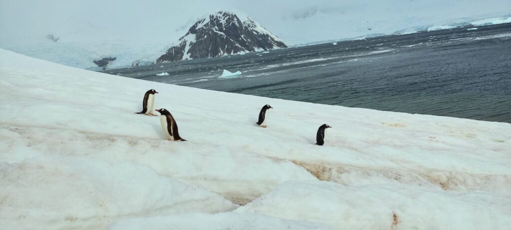 pinguïns in Antarctica