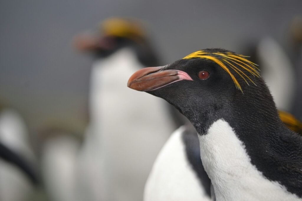 pinguïns in Antarctica