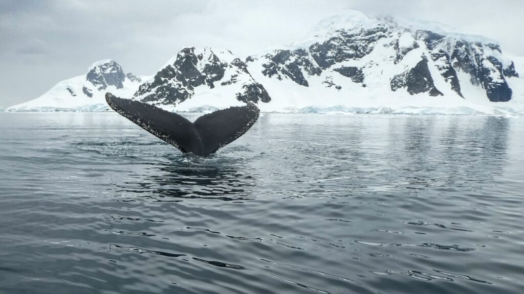 walvisstaart in Antarctica