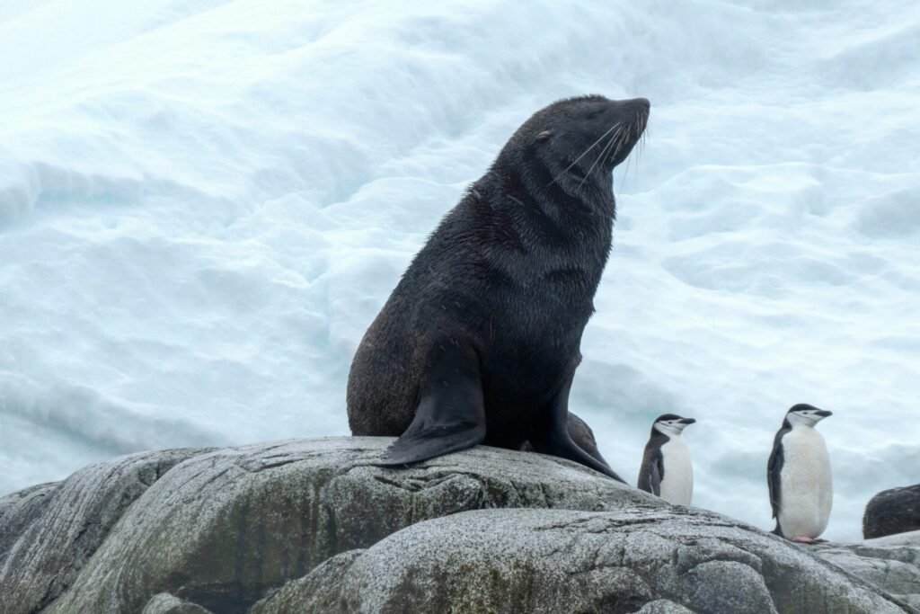 zeehond in Antarctica