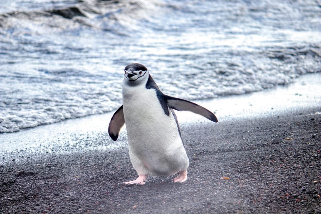 pinguïn in Antarctica