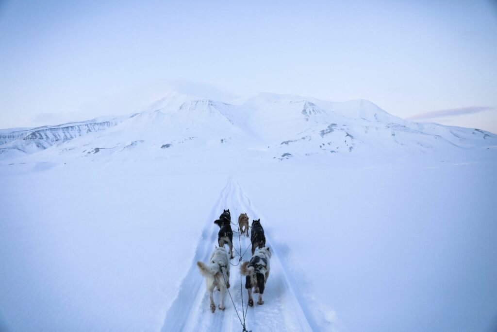 hondenslee Spitsbergen