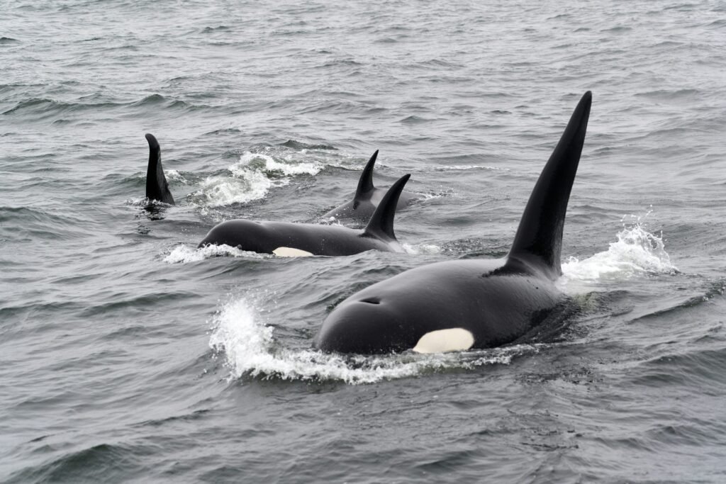 orka`s in Antarctica