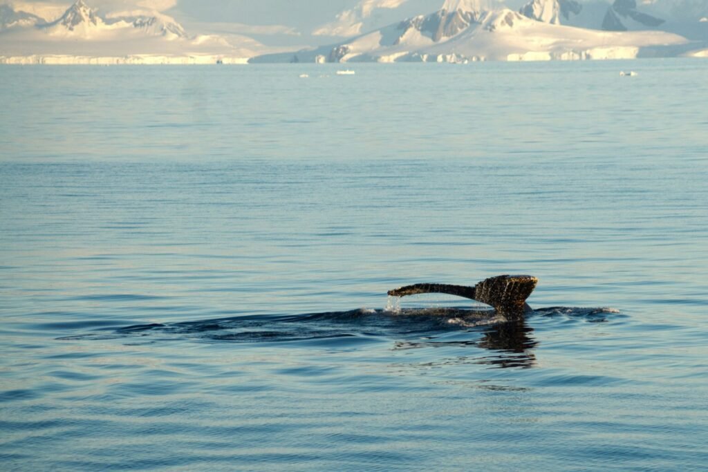 walvisstaart in Antarctica