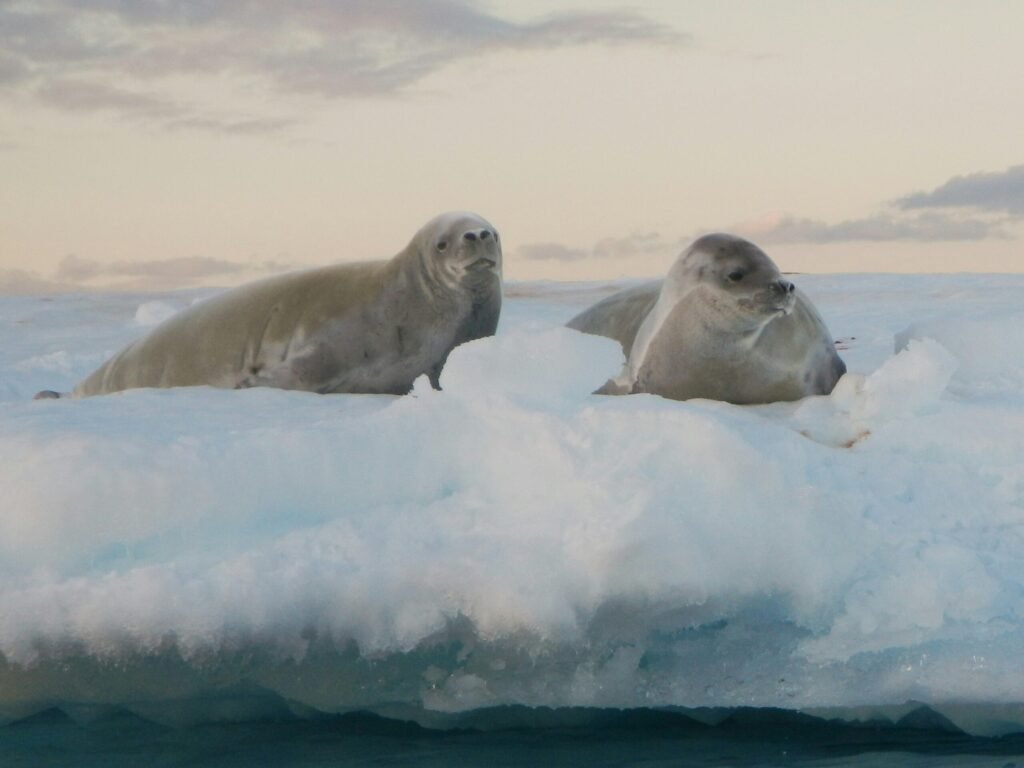 zeehonden in Antarctica