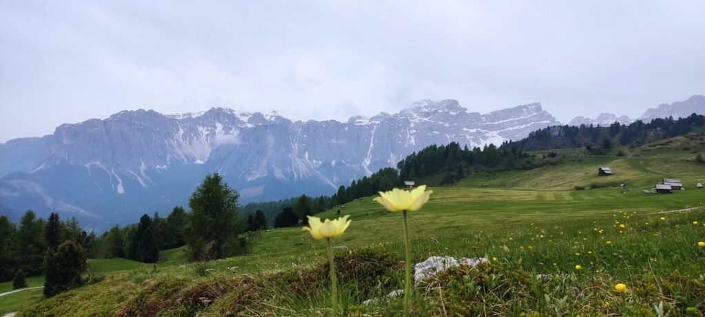 bloemenweide in de dolomieten met gele bloemen