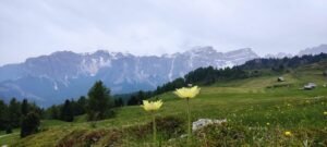 bloemenweide in de dolomieten met gele bloemen