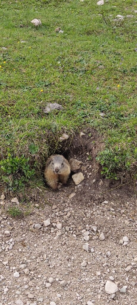 marmot in de dolomieten