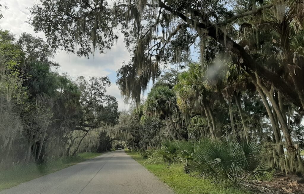 bomen en natuur in florida