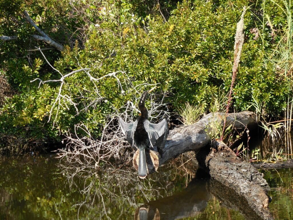 zwarte vogel in florida