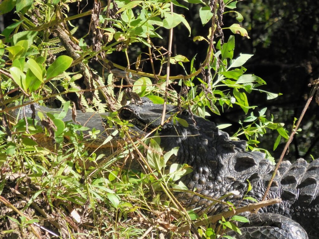 alligator in het groen