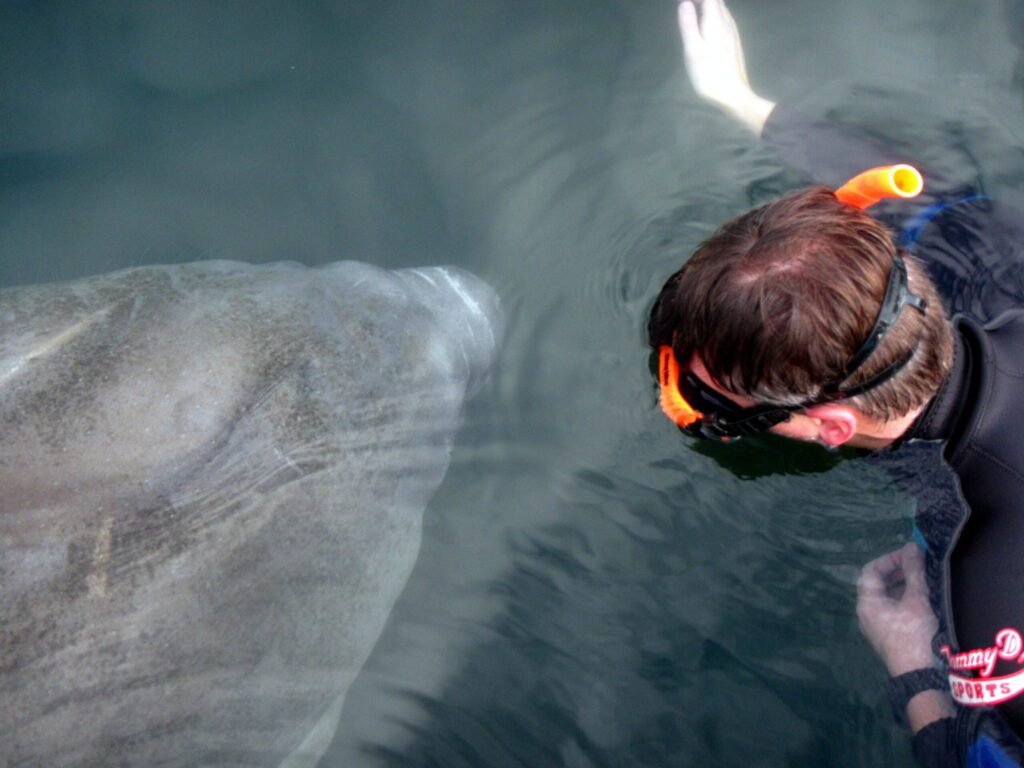 snorkelen met een zeekoe