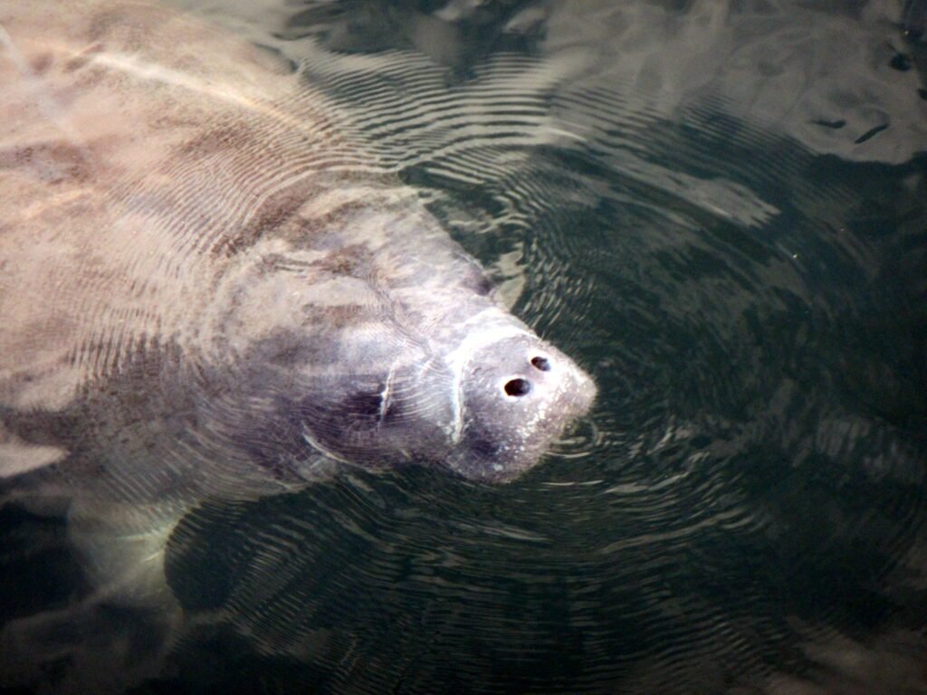 een zeekoe in het water