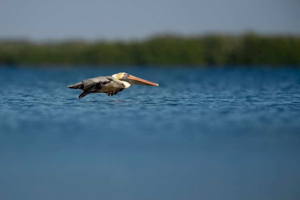 pelikaan die zweeft over het water