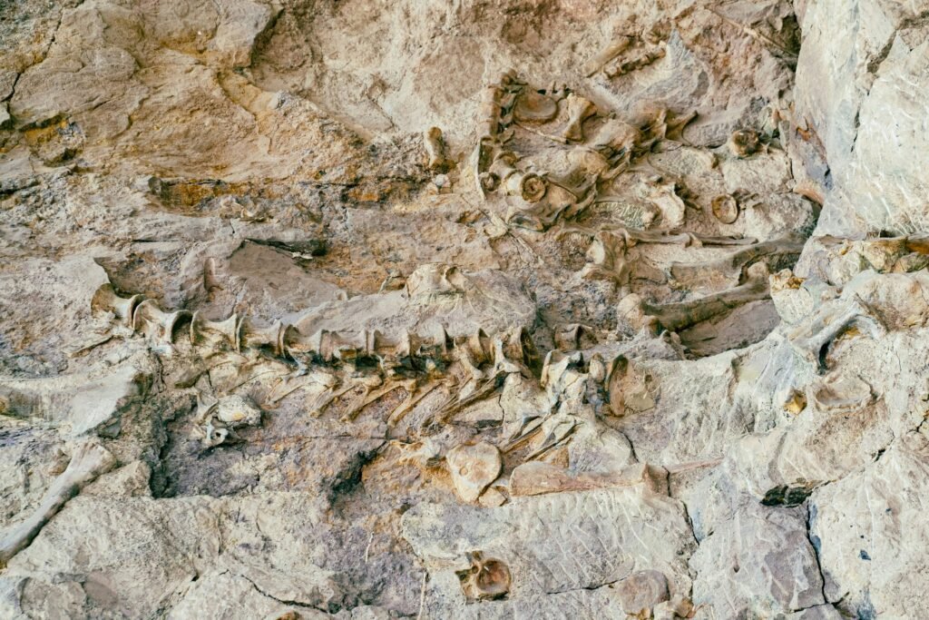 botten van dinos gevonden in de rotsen van Dinosaur National Monument