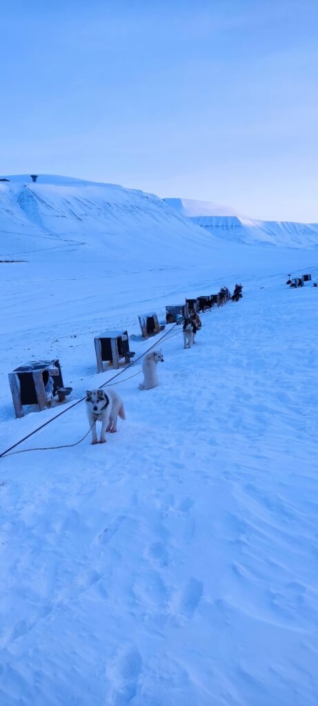 hondenslede honden Spitsbergen in de sneeuw voor hun hokken