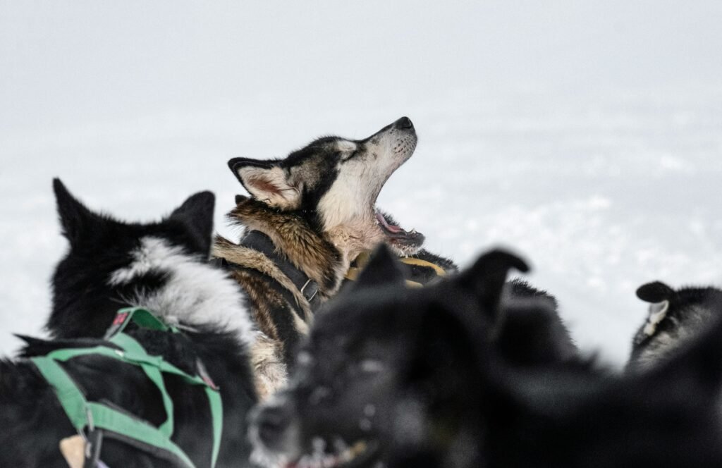 huskeyhonden Spitsbergen