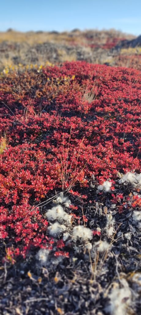 rood mos in Kangerlussuaq Groenland gezien tijdens cruise
