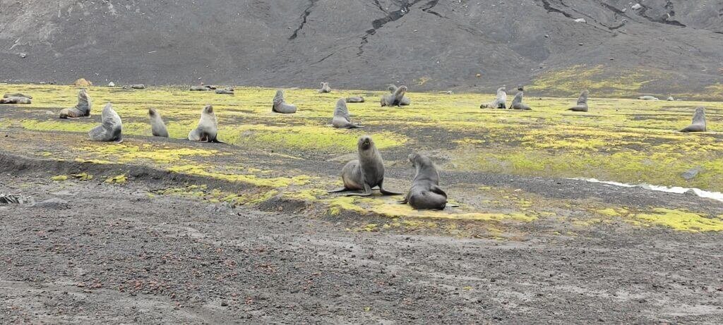 zeehond op zwart strand in Deception Island in Antarctica