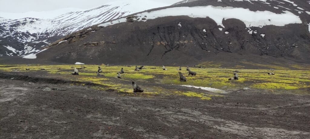 zeehond op zwart strand in Deception Island in Antarctica