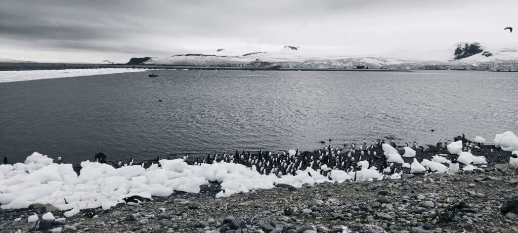 Pinguïns in Antarctica in de sneeuw