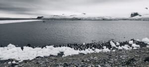 Pinguïns in Antarctica in de sneeuw