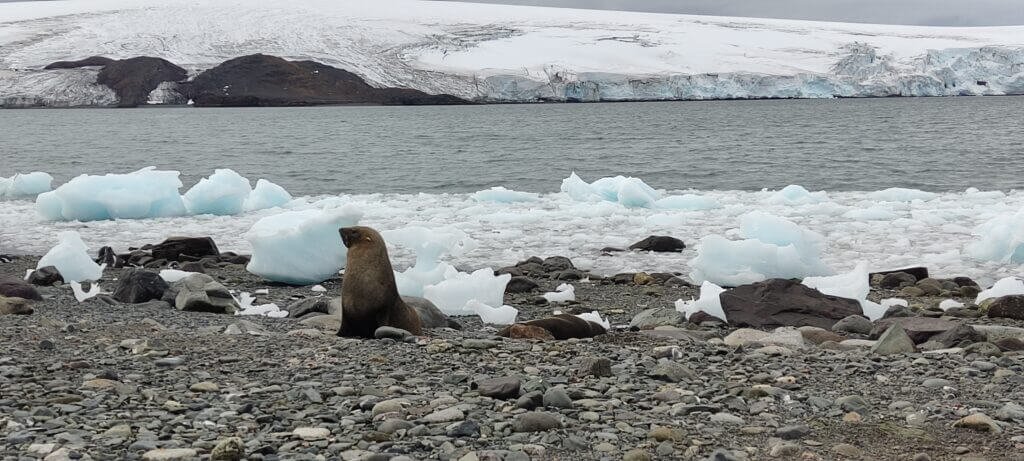 Zeehond op een besneeuwd strand in Antarctica