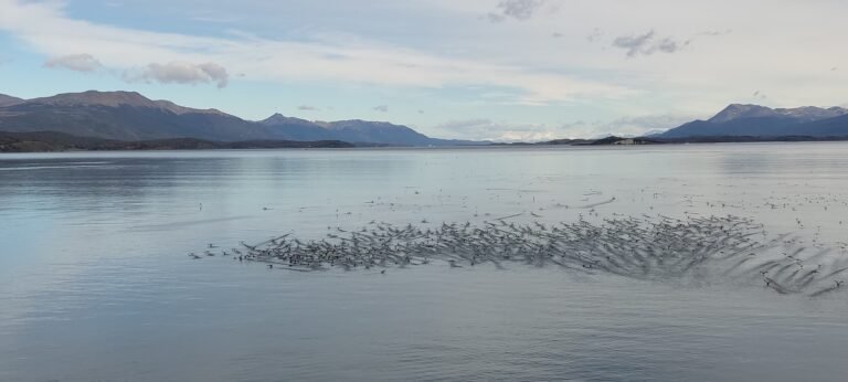 opvliegende vogels over het Beagle kanaal in Chili