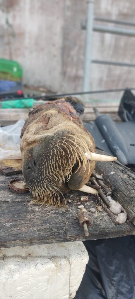 Afgehakt hoofd van dode Walrus tijdens cruise in Groenland
