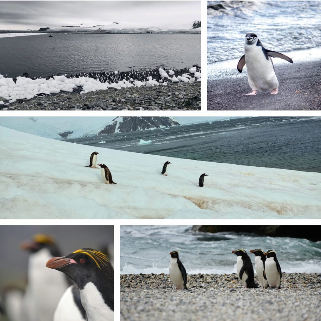 foto's van verschillende pinguïns in Antarctica