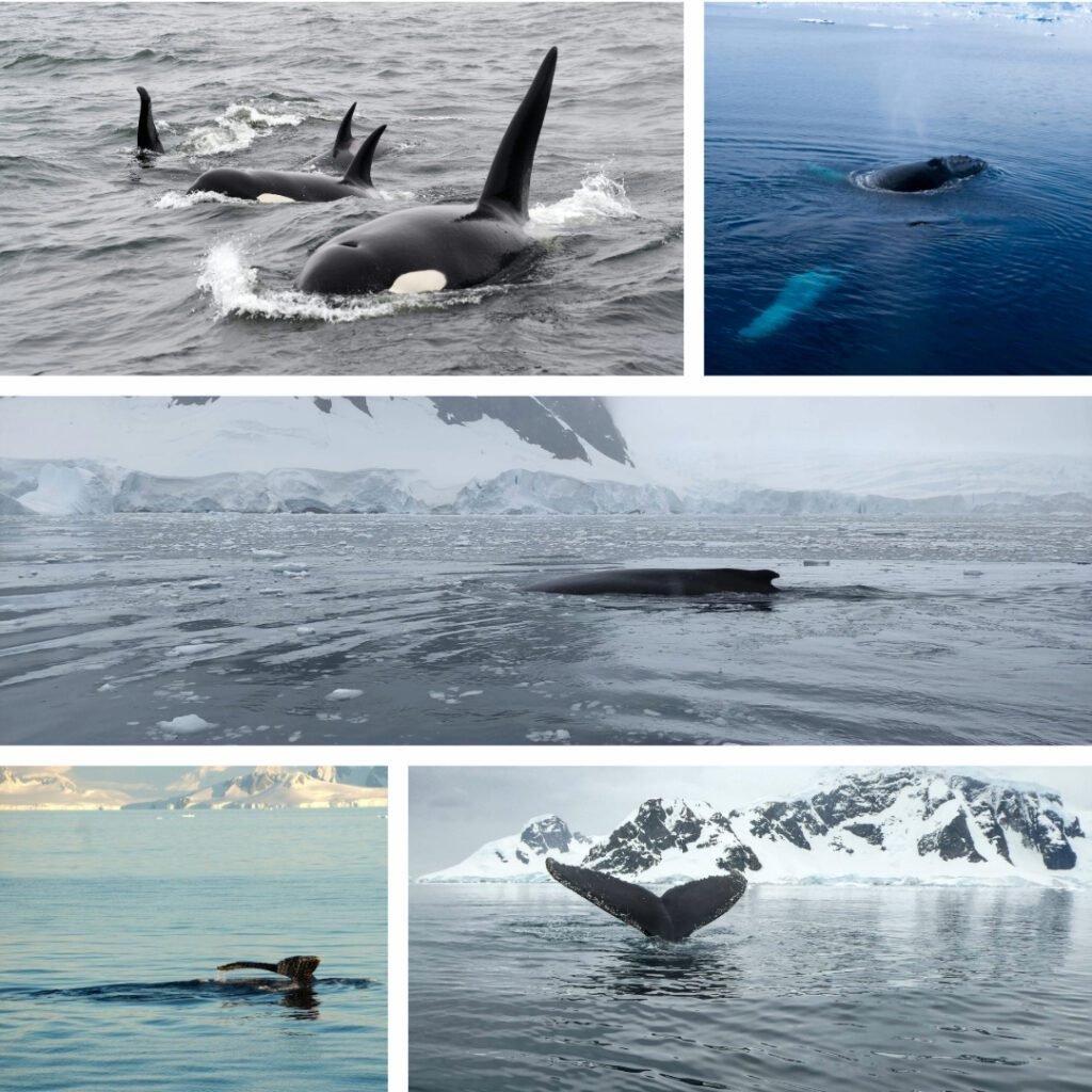 afbeelding van walvissen in Antarctica