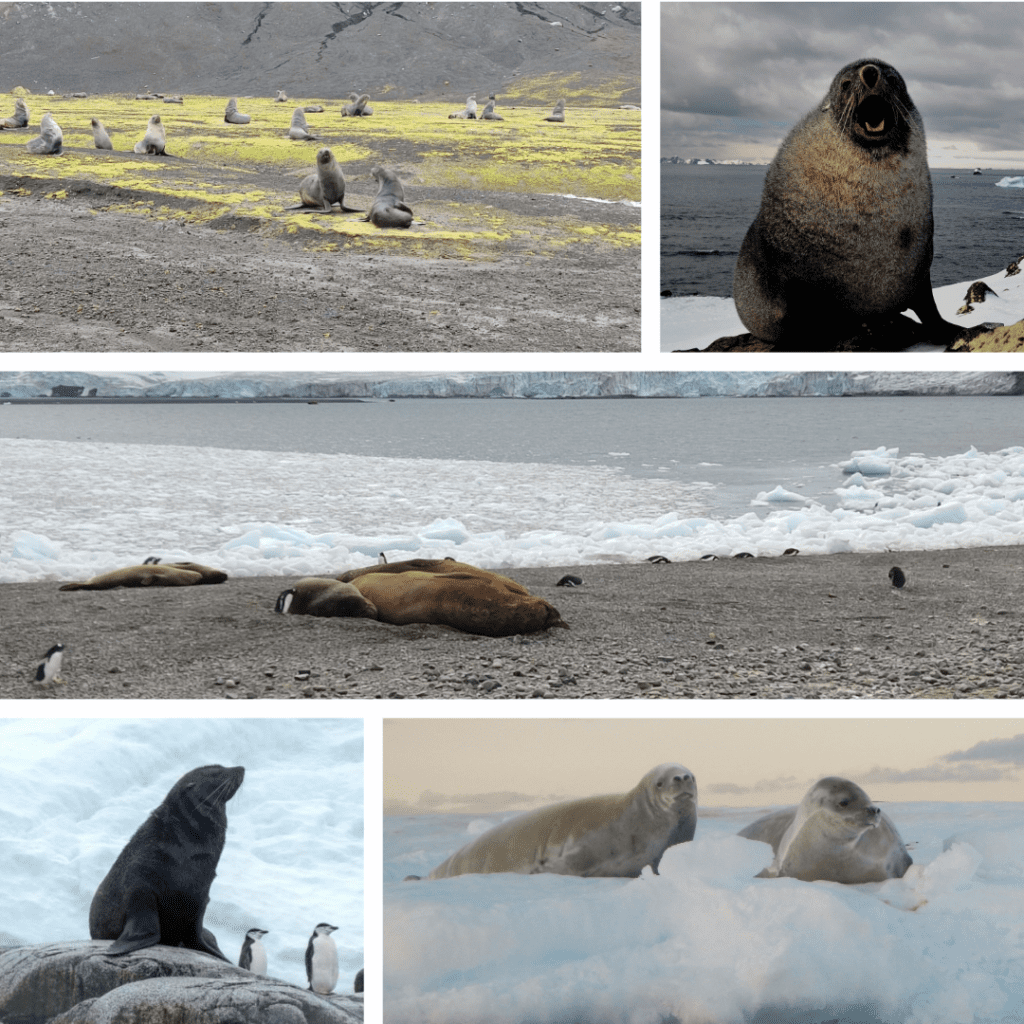verschillende soorten zeehonden die je in Antarctica op het ijs kan spotten