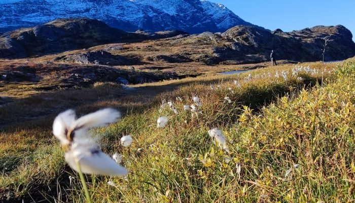 toendra landschap in Sissimut Groenland